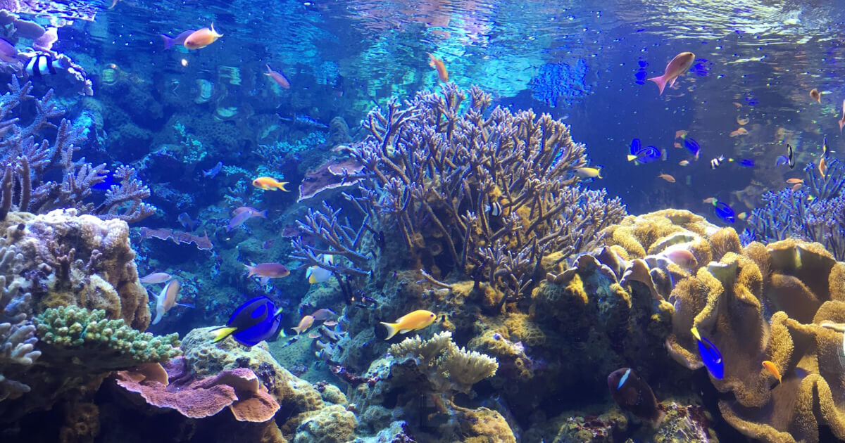 水族館の珊瑚と熱帯魚